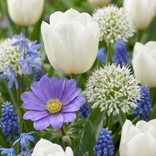 1000x Bulb Garden Blue - Blauwe bollentuinmix - Diversen - Zomerbloeier - Bolmaat 10/12