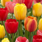 320x Tulipa Darwin Hybride mix - Darwin-tulp mix - Diversen - Voorjaarsbloeier - Bolmaat 10/12