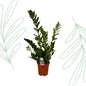 Zamioculcas - 75 cm