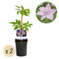 Climbing plant - Clematis Hagley Hybrid - 2 plants