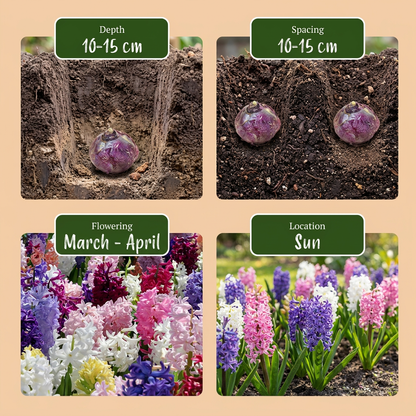 80x Hyacinthus mix - Hyacint mix - Diversen - Voorjaarsbloeier - Bolmaat 14/15