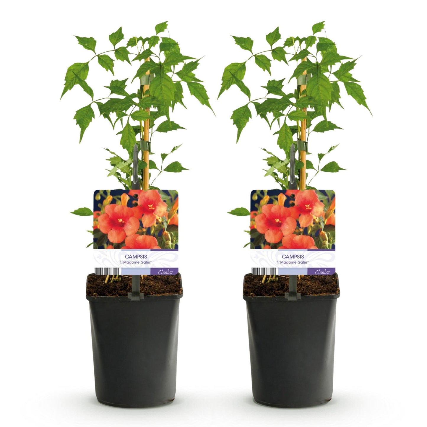 Trompetbloem - Campsis radicans Madame Galen - 2 planten
