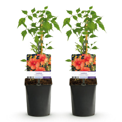 Trompetbloem - Campsis radicans Madame Galen - 2 planten