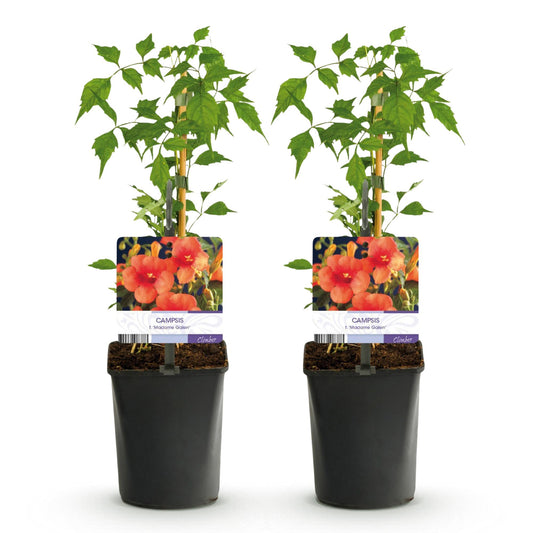 Trompetbloem - Campsis radicans Madame Galen - 2 planten