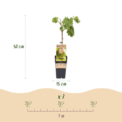 White Grape - Vitis vinifera Vroege van der Laan - 2 plants