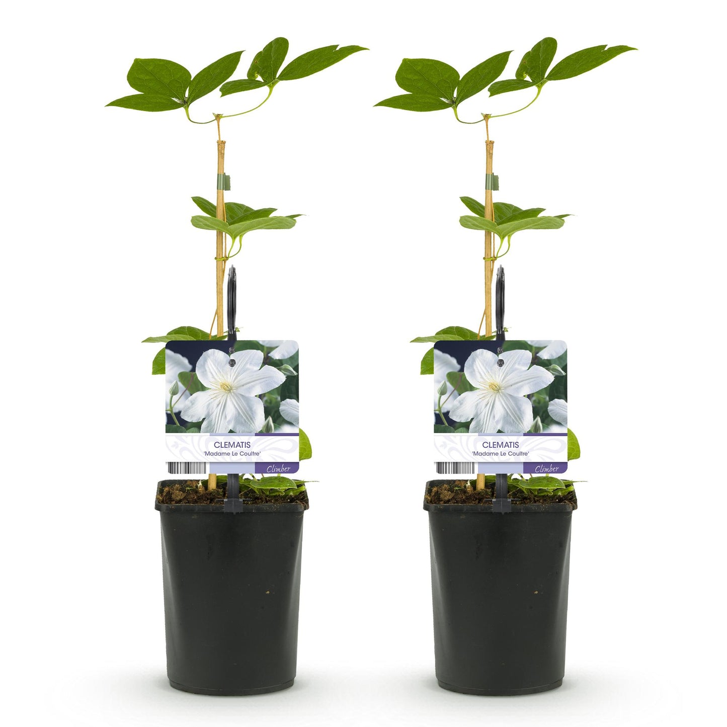 Klimplant - Clematis Madame Le Coultre - 2 planten