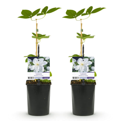 Klimplant - Clematis Madame Le Coultre - 2 planten
