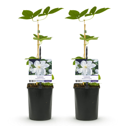 Klimplant - Clematis Madame Le Coultre - 2 planten