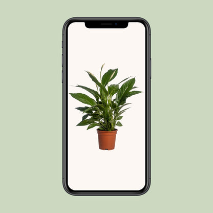 Spathiphyllum Vivaldi - 70 cm