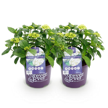 Patio Plant - Hydrangea - Hydrangea Forever & Ever - 7-12 Flowers - 2 Plants
