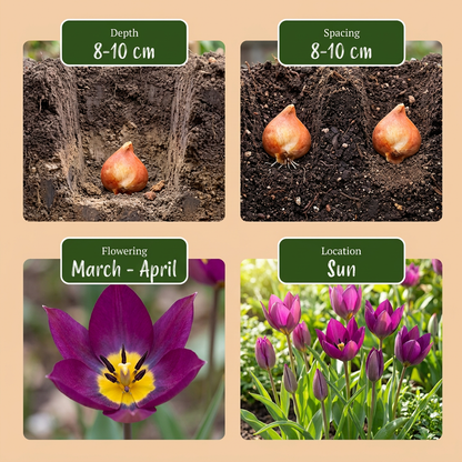100x Tulipa Persian Pearl - Tulipa Persian Pearl - Paars - Voorjaarsbloeier - Bolmaat 6/7