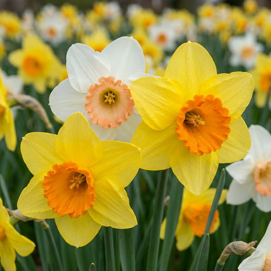 80x Narcissus mix - Narcissen mix - Diversen - Voorjaarsbloeier - Bolmaat 10/12