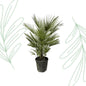 Chamaerops Humilis - 150 cm - Forest Plants