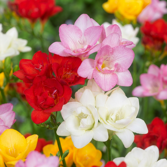 160x Freesia Double Mix - Dubbele fresia - Diversen - Snijbloem - Bolmaat 5/+