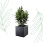 Nerium Oleander struik met rode bloem - 70 cm - Forest Plants