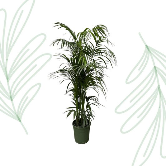 Kentia palm - 220 cm - Forest Plants