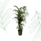 Kentia palm - 220 cm - Forest Plants