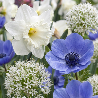 280x Bulb Sunny Garden - Zonnige tuinbol - Diversen - Zomerbloeier - Bolmaat 10/12