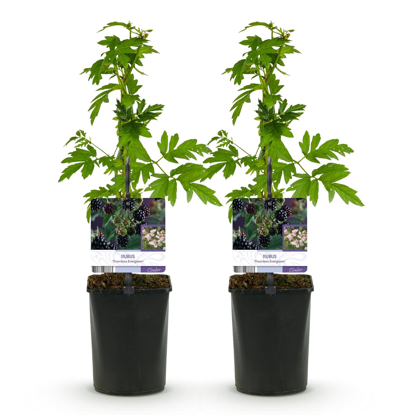 Braam - Rubus Thornfree Evergreen - Zwarte Braam - Doornloos - 2 planten