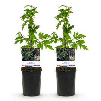 Braam - Rubus Thornfree Evergreen - Zwarte Braam - Doornloos - 2 planten