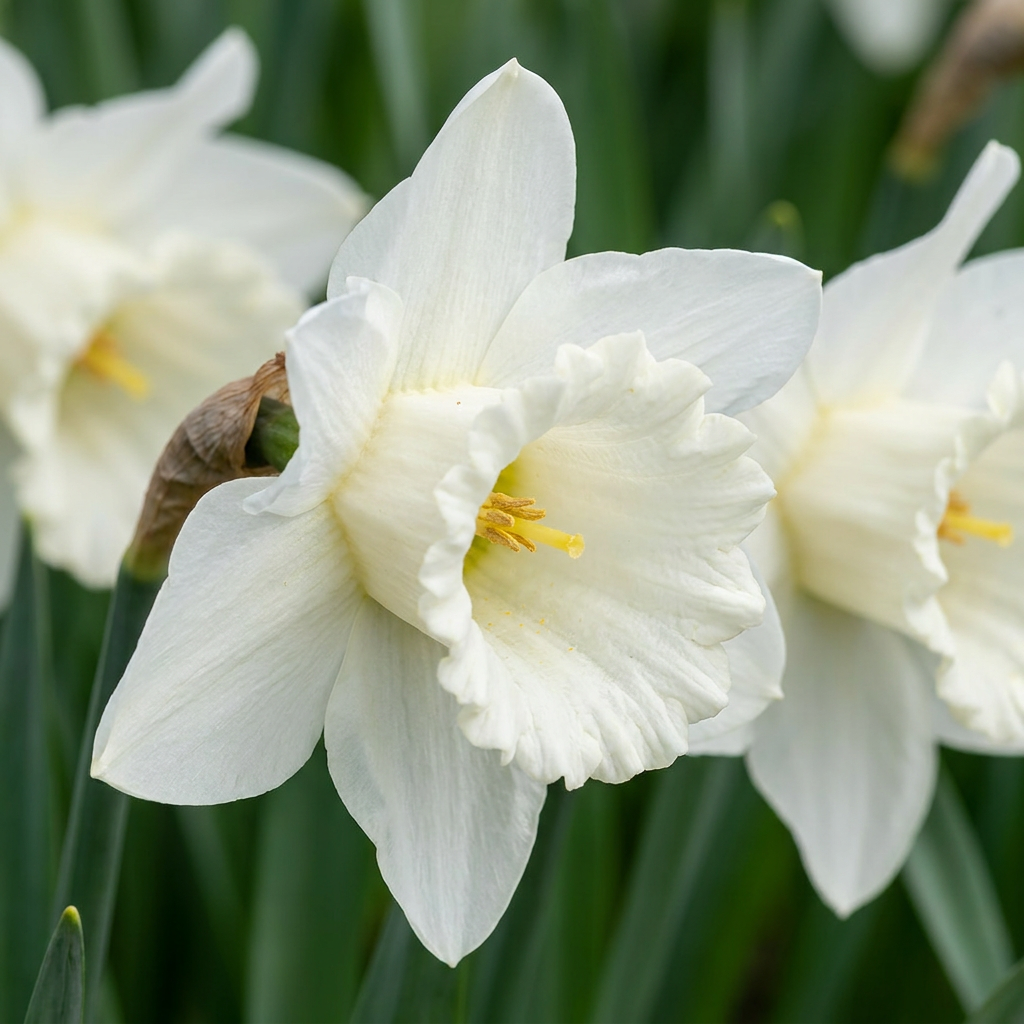 60x Narcissus Mount Hood - Trompetnarcis - Wit - Voorjaarsbloeier - Bolmaat 10/12