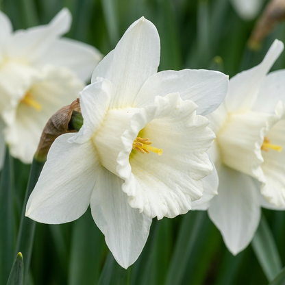 60x Narcissus Mount Hood - Trompetnarcis - Wit - Voorjaarsbloeier - Bolmaat 10/12
