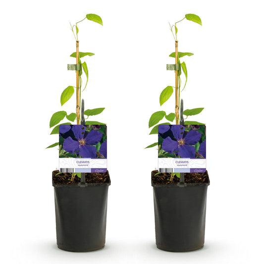 Klimplant - Clematis Jackmanii - 2 planten