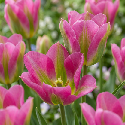 48x Tulipa Strawberry Lemonade - Tulp Aardbeilimonade - Diversen - Voorjaarsbloeier - Bolmaat 11/12