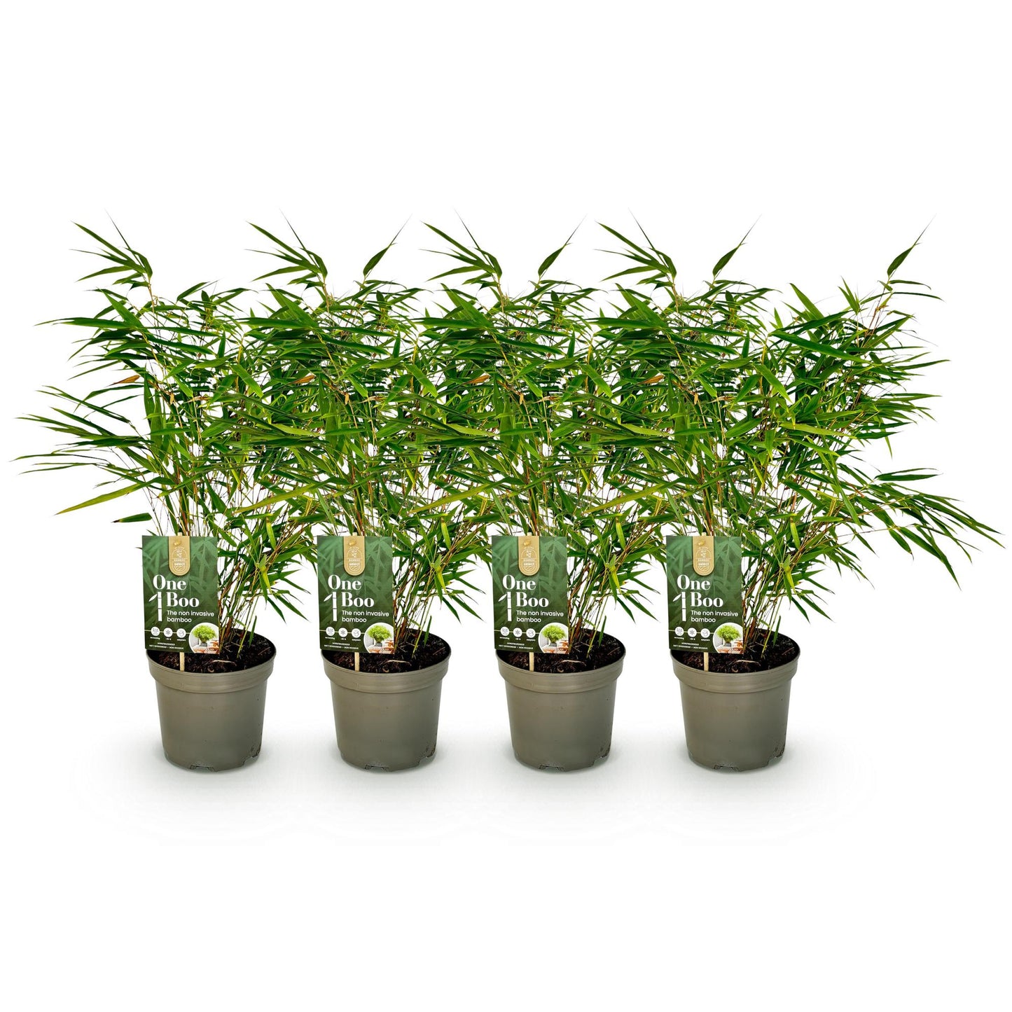 Bamboe - Fargesia rufa - 4 Planten - Niet Woekerend