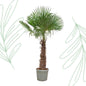 Trachycarpus fortunei - 240-270 cm
