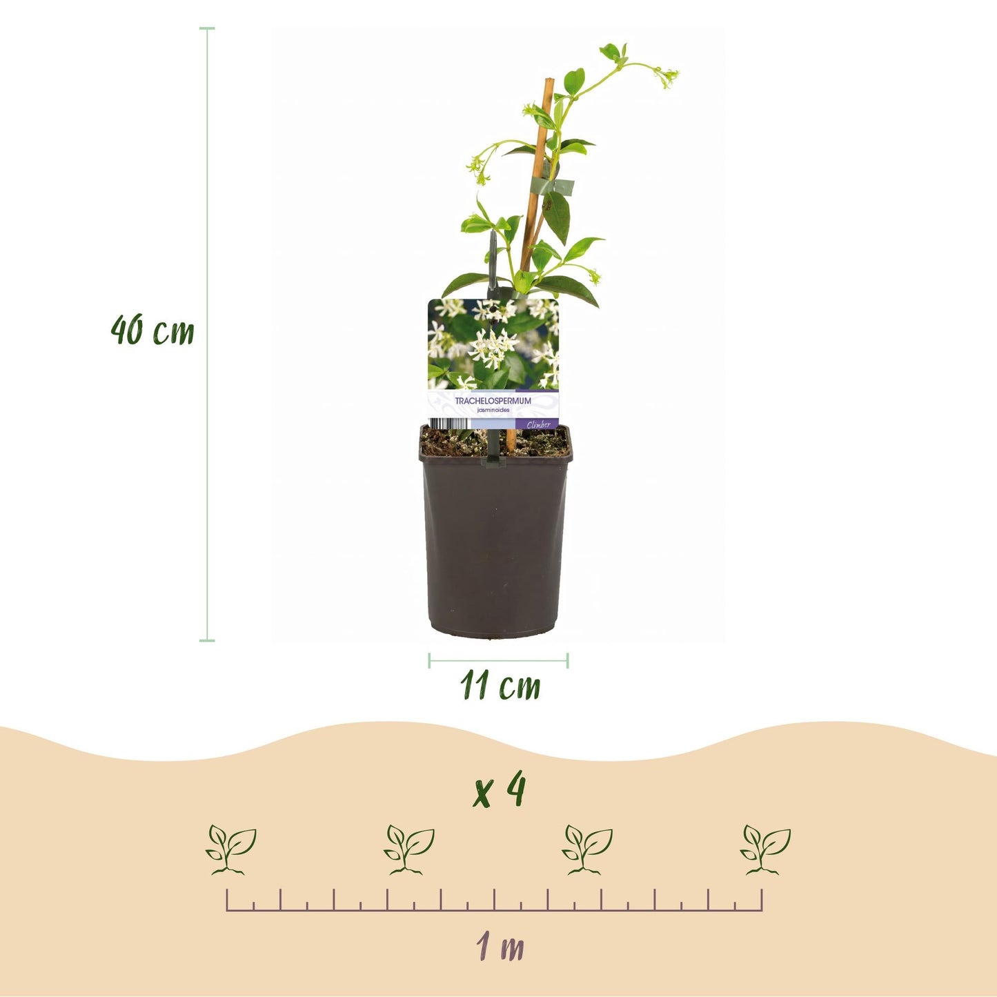 Toscaanse jasmijn - Trachelospermum jasminoides - 2 planten - Forestbloom