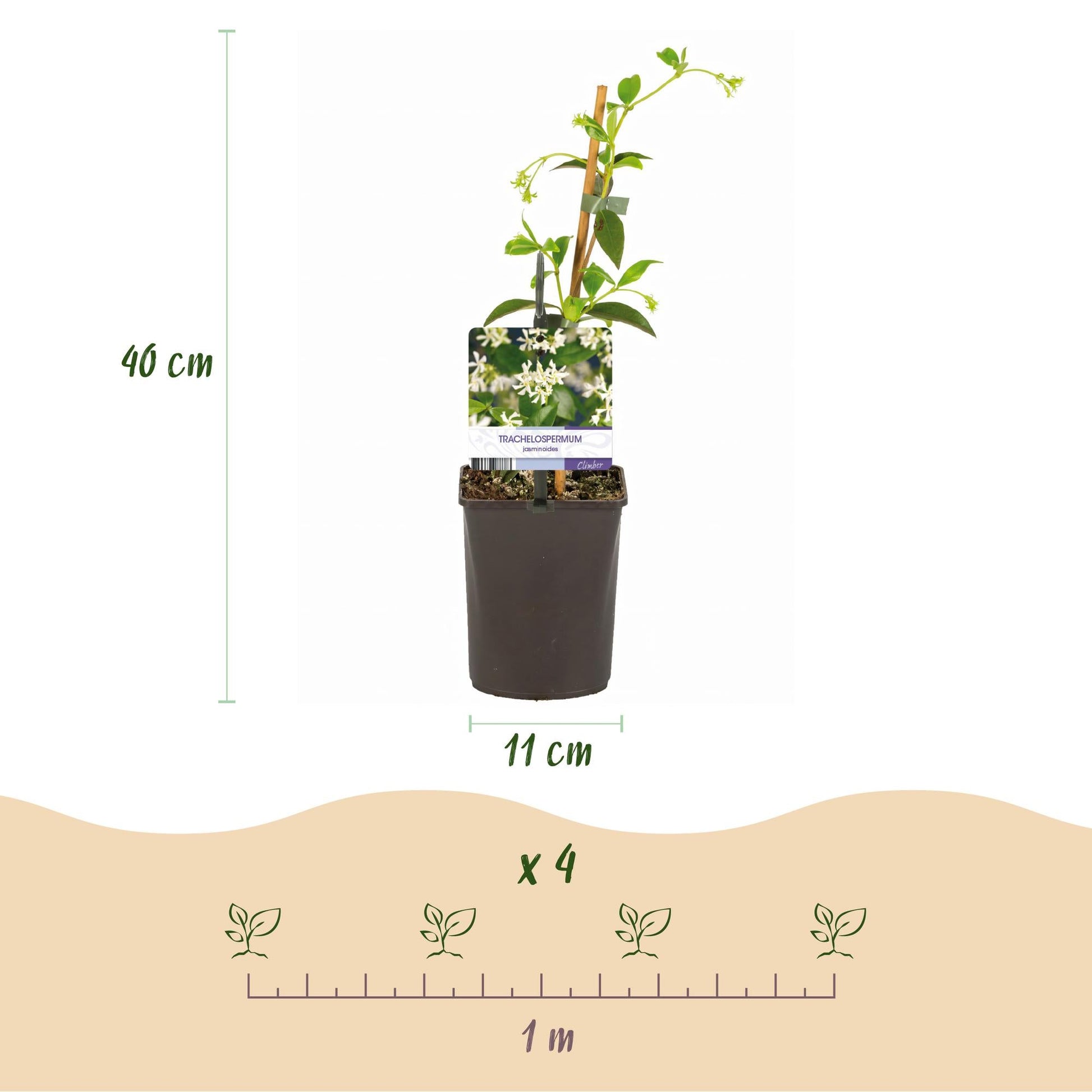 Toscaanse jasmijn - Trachelospermum jasminoides - 2 planten - Forestbloom