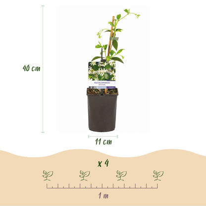 Toscaanse jasmijn - Trachelospermum jasminoides - 2 planten - Forestbloom