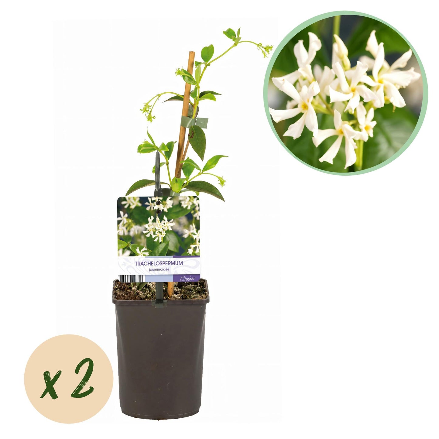 Toscaanse jasmijn - Trachelospermum jasminoides - 2 planten - Forestbloom