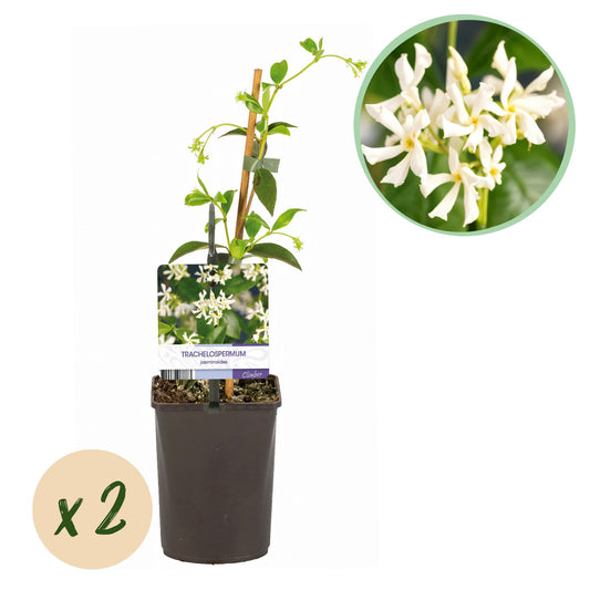 Toscaanse jasmijn - Trachelospermum jasminoides - 2 planten - Forestbloom