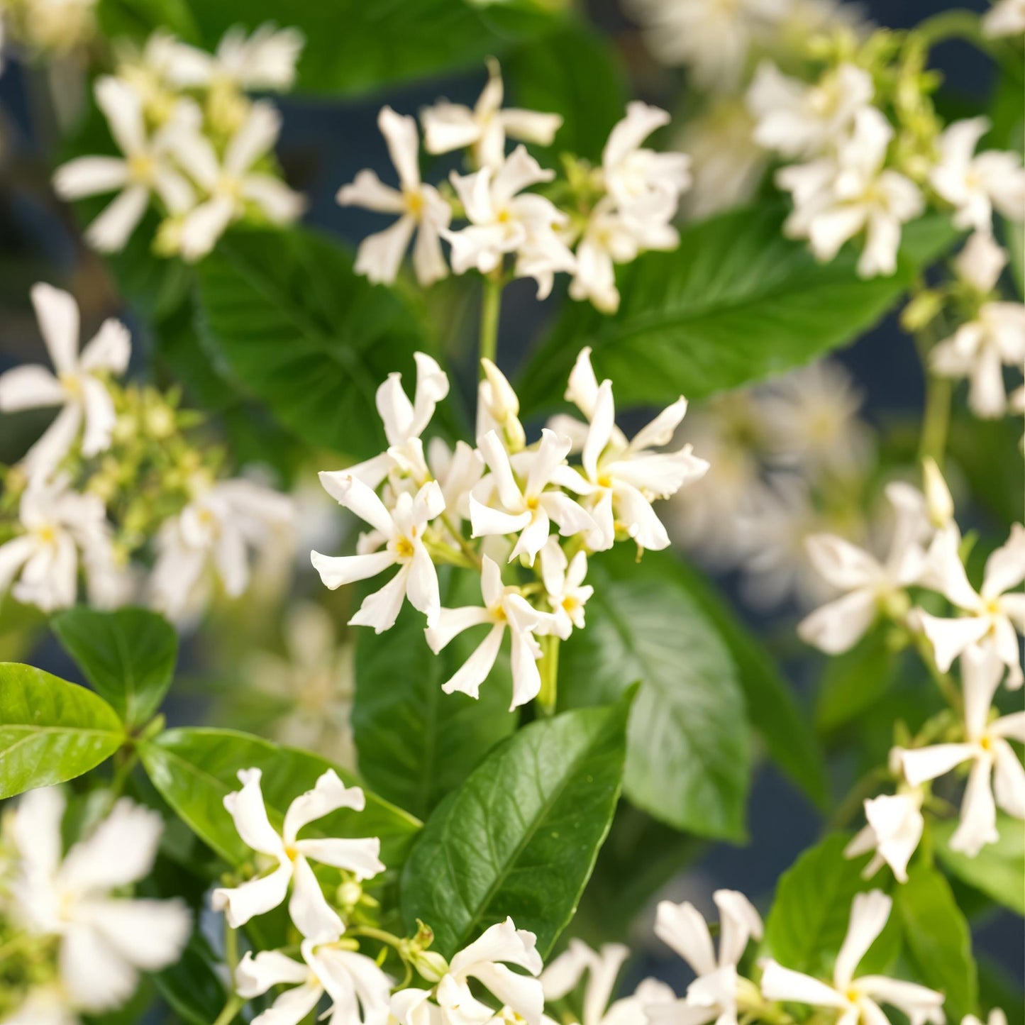 Toscaanse jasmijn - Trachelospermum jasminoides - 2 planten - Forestbloom