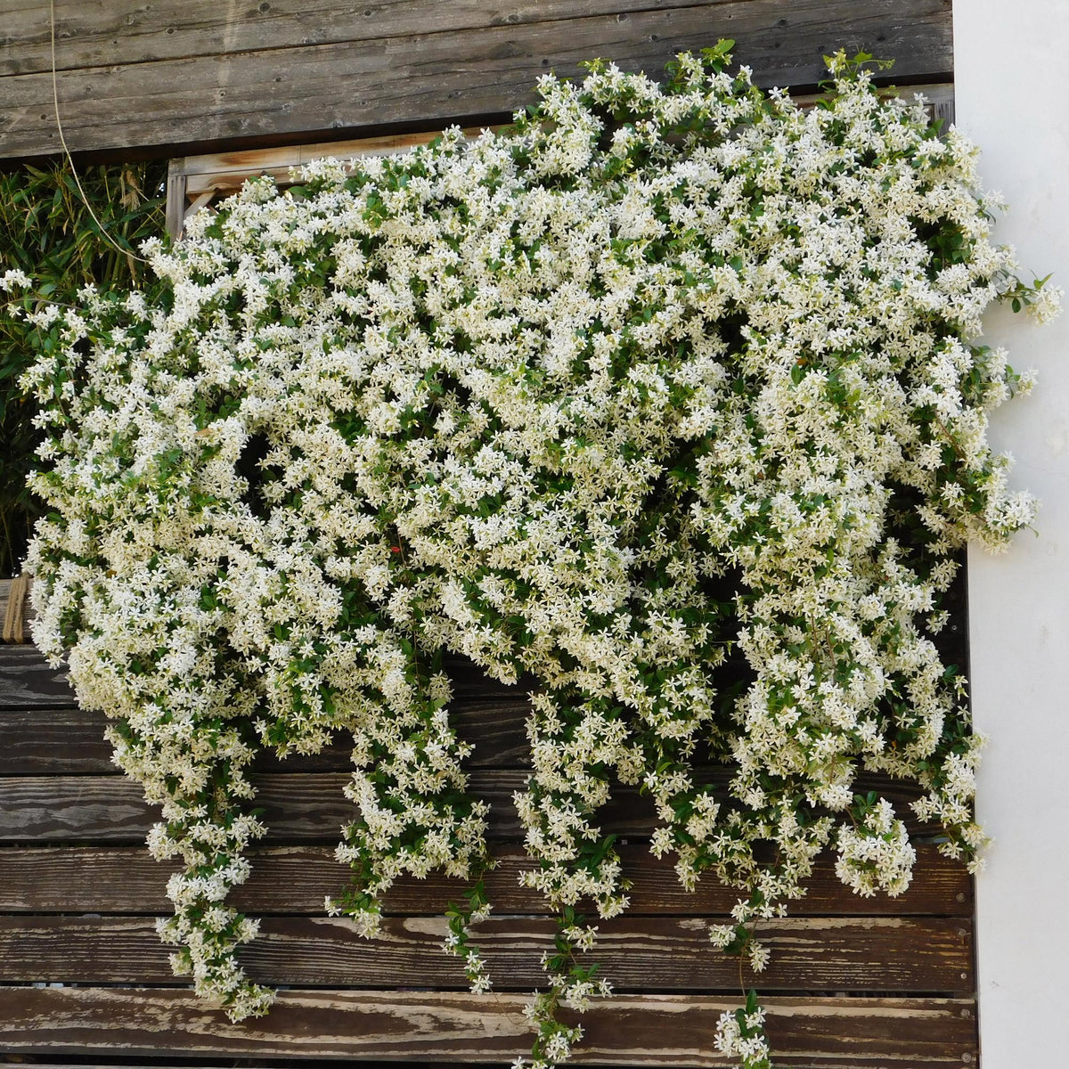 Toscaanse jasmijn - Trachelospermum jasminoides - 2 planten - Forestbloom
