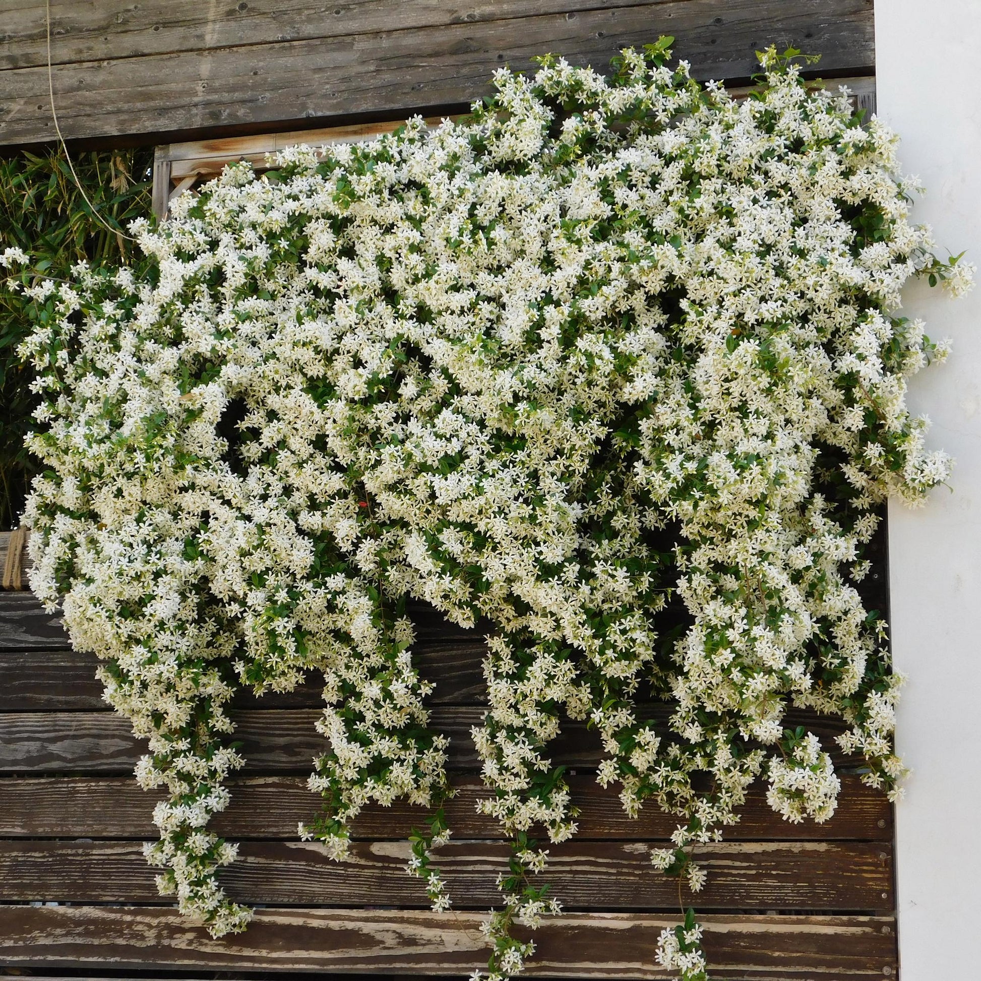 Toscaanse jasmijn - Trachelospermum jasminoides - 2 planten - Forestbloom