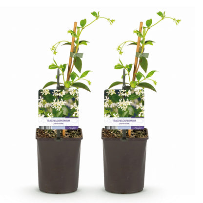 Toscaanse jasmijn - Trachelospermum jasminoides - 2 planten - Forestbloom