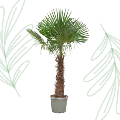 Trachycarpus Fortunei - 240-270 cm - Forestbloom