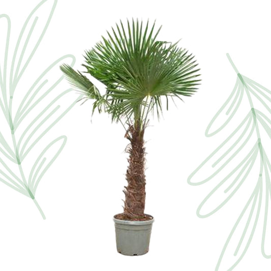 Trachycarpus Fortunei - 240-270 cm - Forestbloom