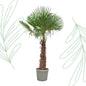 Trachycarpus Fortunei - 240-270 cm - Forestbloom