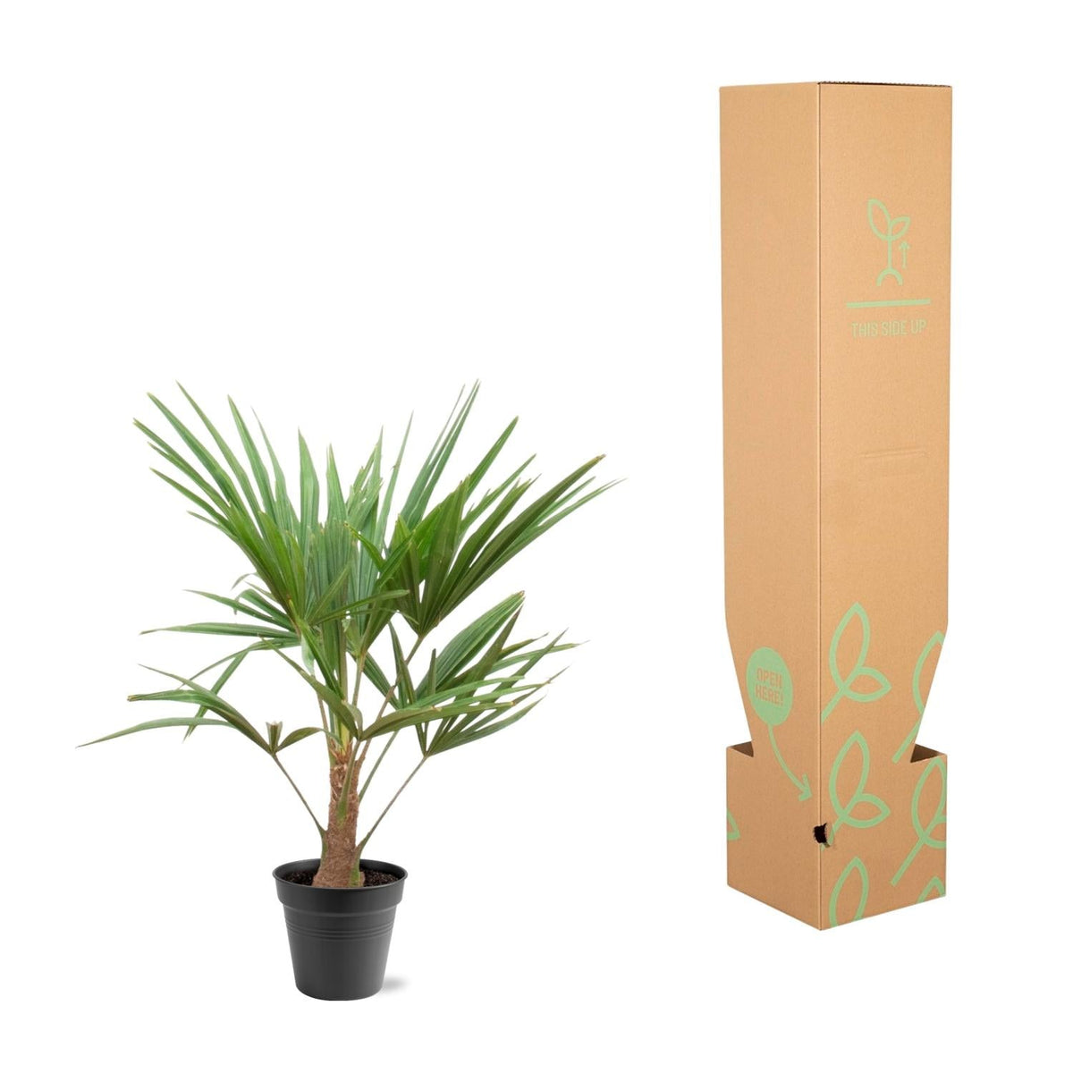 Trachycarpus Fortunei - 90-100cm - Forestbloom