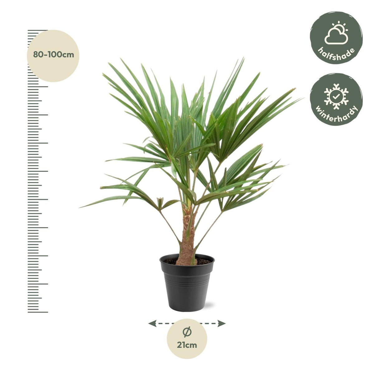 Trachycarpus Fortunei - 90-100cm - Forestbloom