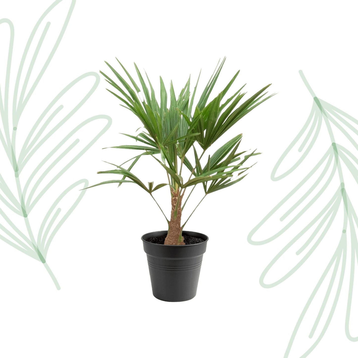 Trachycarpus Fortunei - 90-100cm - Forestbloom