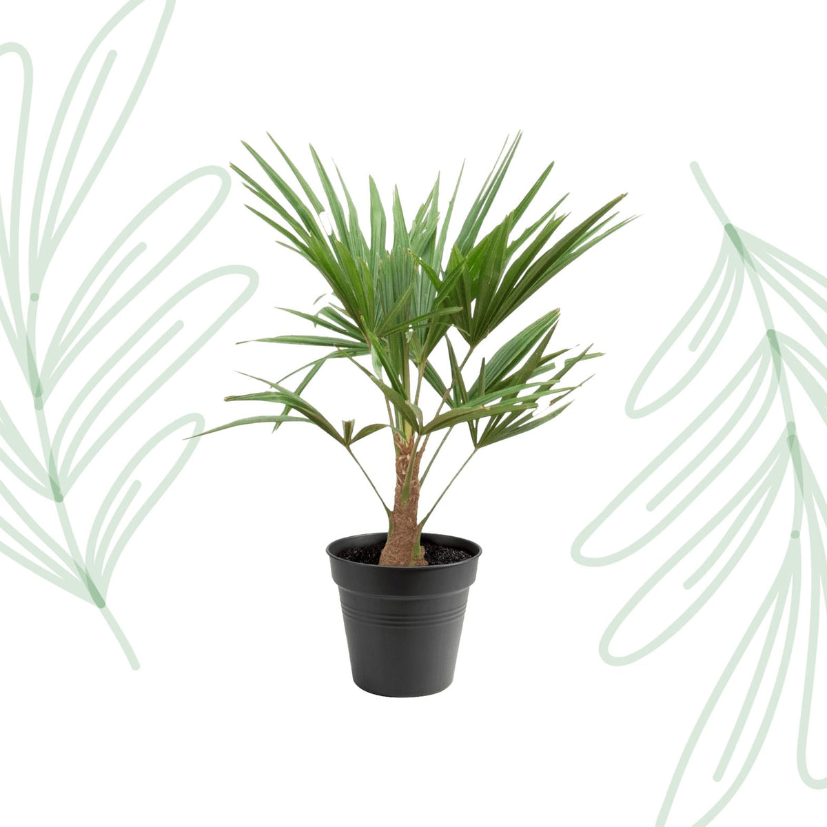 Trachycarpus Fortunei - 90-100cm - Forestbloom