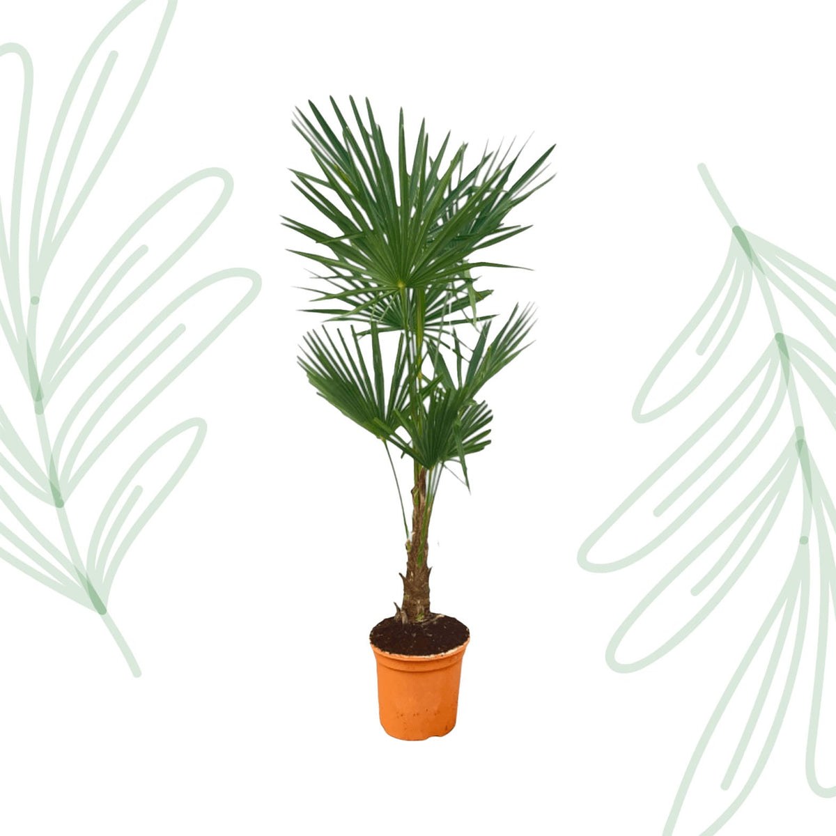 Trachycarpus Fortuneii - 120-140cm - Forestbloom