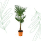 Trachycarpus Fortuneii - 120-140cm - Forestbloom