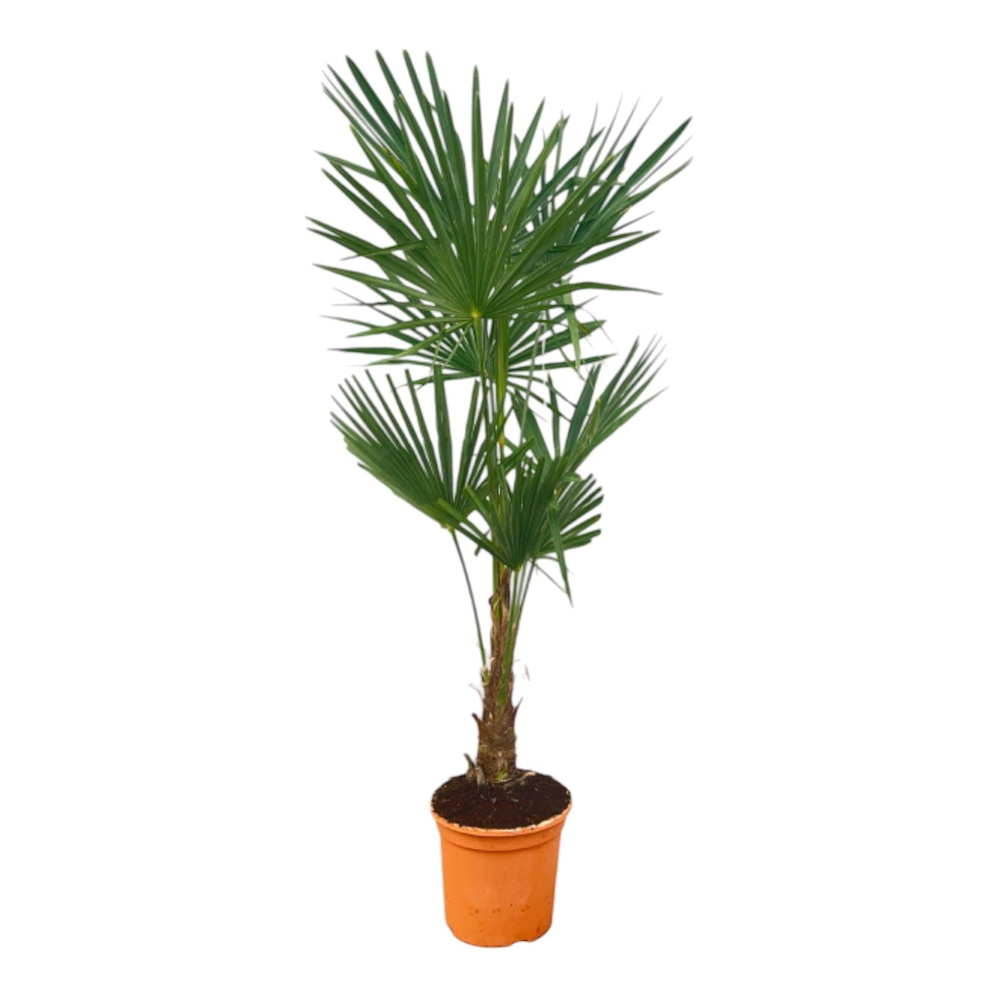 Trachycarpus Fortuneii - 120-140cm - Forestbloom