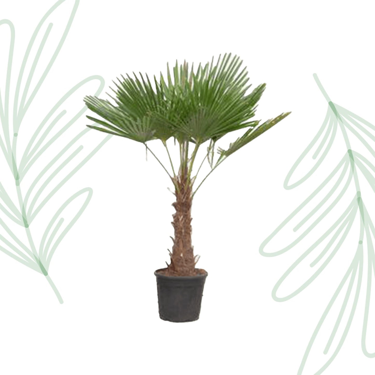 Trachycarpus Fortuneii - 180-200 cm - Forestbloom